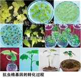 T0代轉(zhuǎn)基因棉花苗獲得技術(shù)