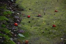 北京市海淀區(qū)六里屯垃圾填埋場(chǎng)二期填埋區(qū)填埋氣治理項(xiàng)目征集1名意向合作方