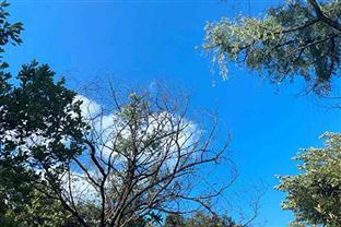 重庆市“十五五”规划建议出炉 着力推进全面绿色低碳转型发展