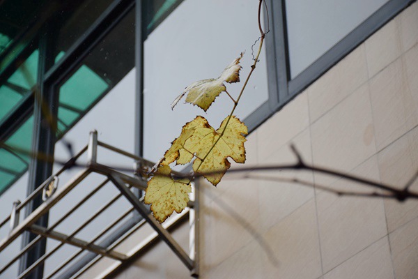 《河北省排污權(quán)租賃管理暫行辦法》印發(fā)，2026年1月1日起施行！