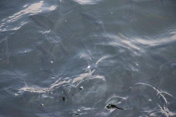 貴州省水投長(zhǎng)順?biāo)畡?wù)有限公司正式揭牌