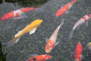 宿州市?砀山县“三水共治”持续打好水环境治理“攻坚战”